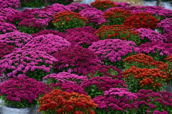 Wie plant man die optimale GrÃ¶ÃŸe fÃ¼r ein Haus-Schwimmbad?